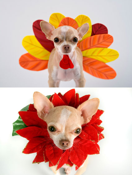 Thanksgiving Christmas Chihuahuas