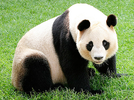 Panda bear