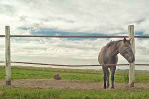 Beautiful Horse on the farm ranch